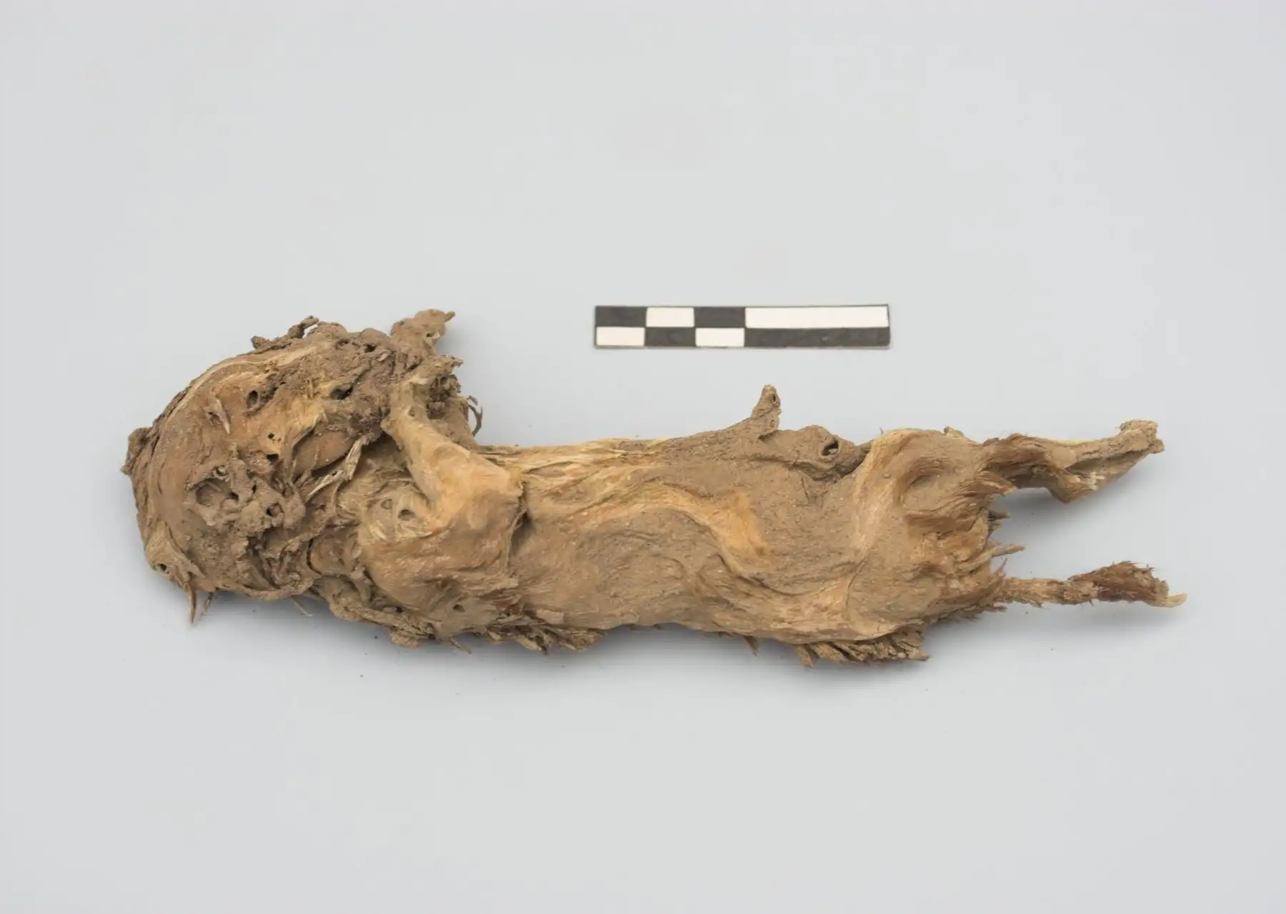Investigadores del proyecto arqueológico “Castillo de Huarmey”, encabezados por Milosz Giersz, hallaron restos óseos de cuyes asociados a contextos ceremoniales y la vida cotidiana de ese sitio arqueológico de la cultura Wari ubicado en la provincia de Huarmey, en la costa de la región Áncash.
