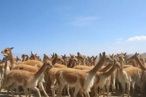 El país contará con datos precisos sobre la abundancia, distribución y amenazas que enfrenta la vicuña, como la caza furtiva y la degradación de su hábitat.