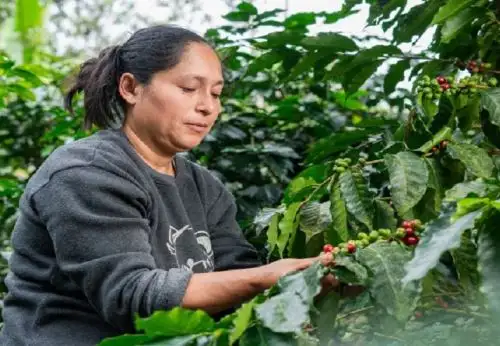 Desde el 2023 el Ministerio del Ambiente ha canalizado S/ 58 millones para destinarlo a diversas mipymes ecoamigables de la Amazonía para financiar sus proyectos y emprendimientos. ANDINA/Difusión