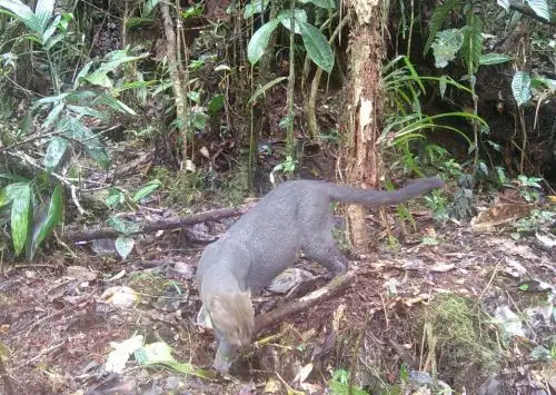 Sernanp reportó el registro de un ejemplar de jaguarundi en el Bosque de Protección Alto Mayo, área natural protegida ubicada en la región San Martín.