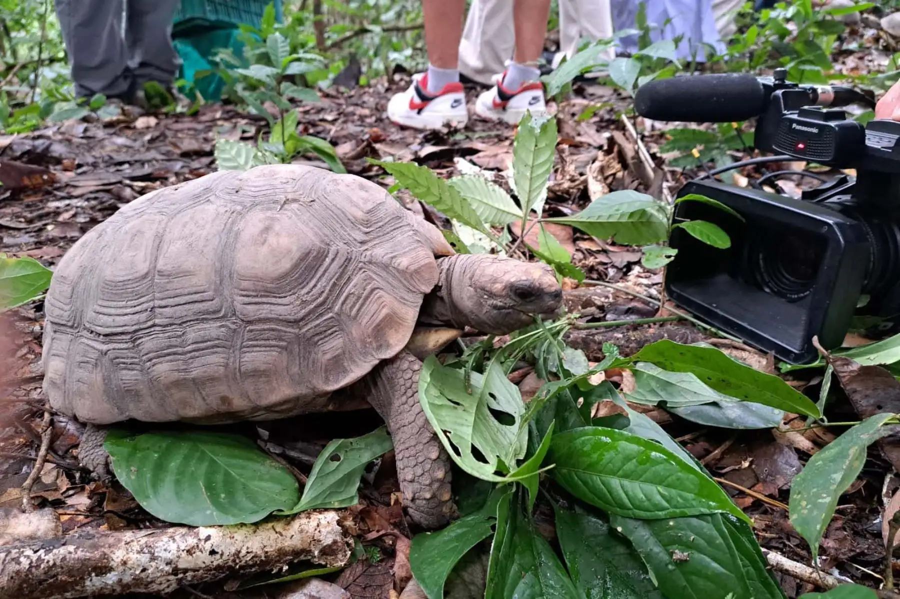Una de las seis tortugas motelo liberada en Pacaya Samiria. Foto: ANDINA/Difusión
