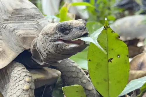 Pacaya Samiria: Animales rescatados del tráfico ilegal regresan a su hábitat amazónico en Loreto