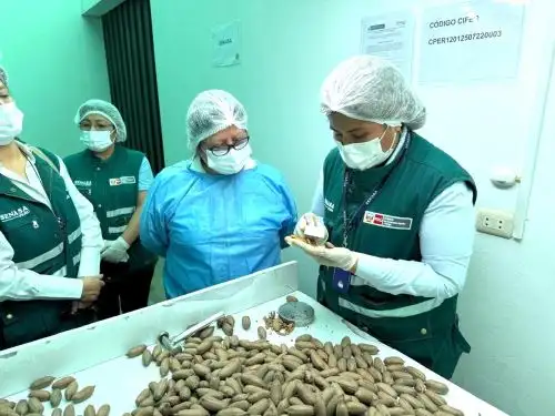 Perú envió su primer cargamento de pecanas a China. En total son 25 toneladas de este fruto producidos en el distrito de San Juan Bautista de Ica. ANDINA/Difusión