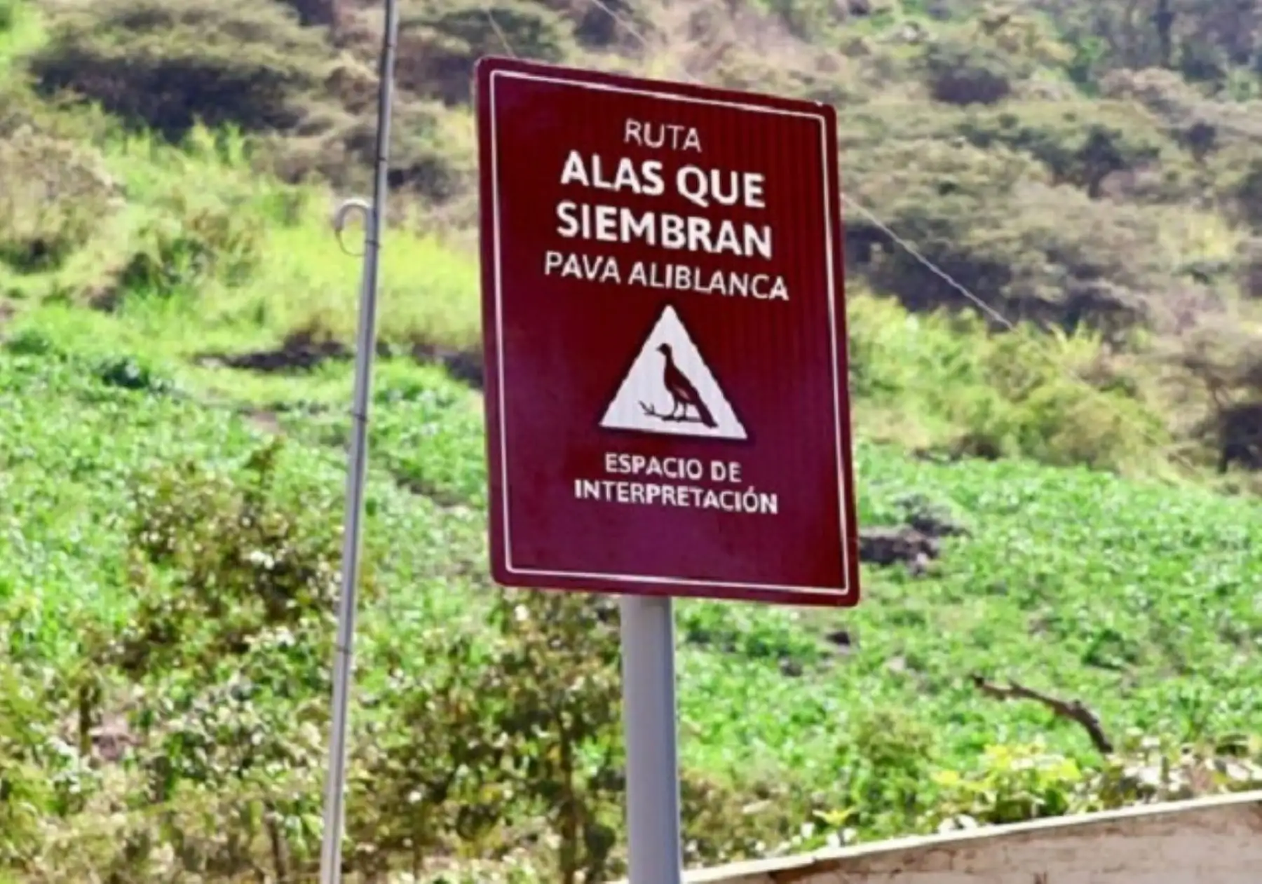 El ministro del Ambiente, Juan Carlos Castro, lanzó oficialmente la ruta turística "Alas que Siembran, Pava Aliblanca" y destacó que esta tiene como objetivo promover el ecoturismo y visibilizar la recuperación de esta ave emblemática peruana. ANDINA/Difusión