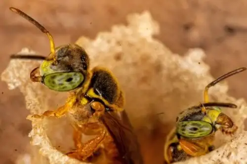 Los investigadores subrayaron que cuidar a las abejas sin aguijón significa garantizar la biodiversidad amazónica. Foto: IIAP