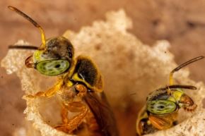 Los investigadores subrayaron que cuidar a las abejas sin aguijón significa garantizar la biodiversidad amazónica. Foto: Minam