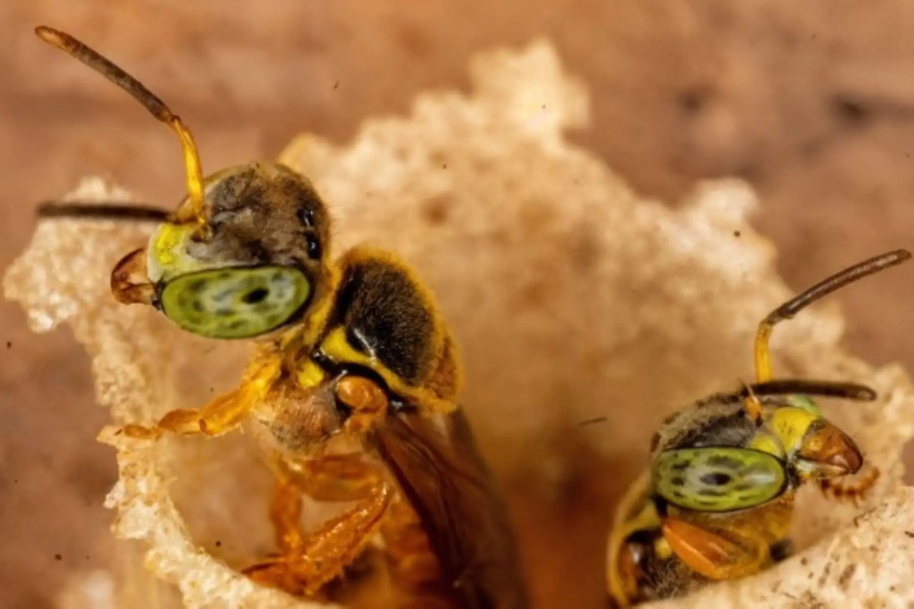 Los investigadores subrayaron que cuidar a las abejas sin aguijón significa garantizar la biodiversidad amazónica. Foto: Minam