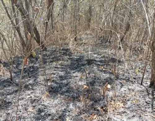Brigadistas sofocaron un incendio forestal que afectó más de tres hectáreas de cobertura natural en el Parque Nacional Ceros de Amotape. ANDINA/Difusión