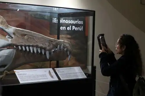 El Museo de Historia Natural de la San Marcos inauguó exposición "Espinosaurios en el Perú" Foto: ANDINA/Verónica Calderón