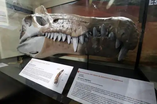 El Museo de Historia Natural de la San Marcos inauguó exposición "Espinosaurios en el Perú" Foto: ANDINA/Verónica Calderón