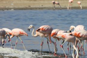 Reserva Nacional de Paracas