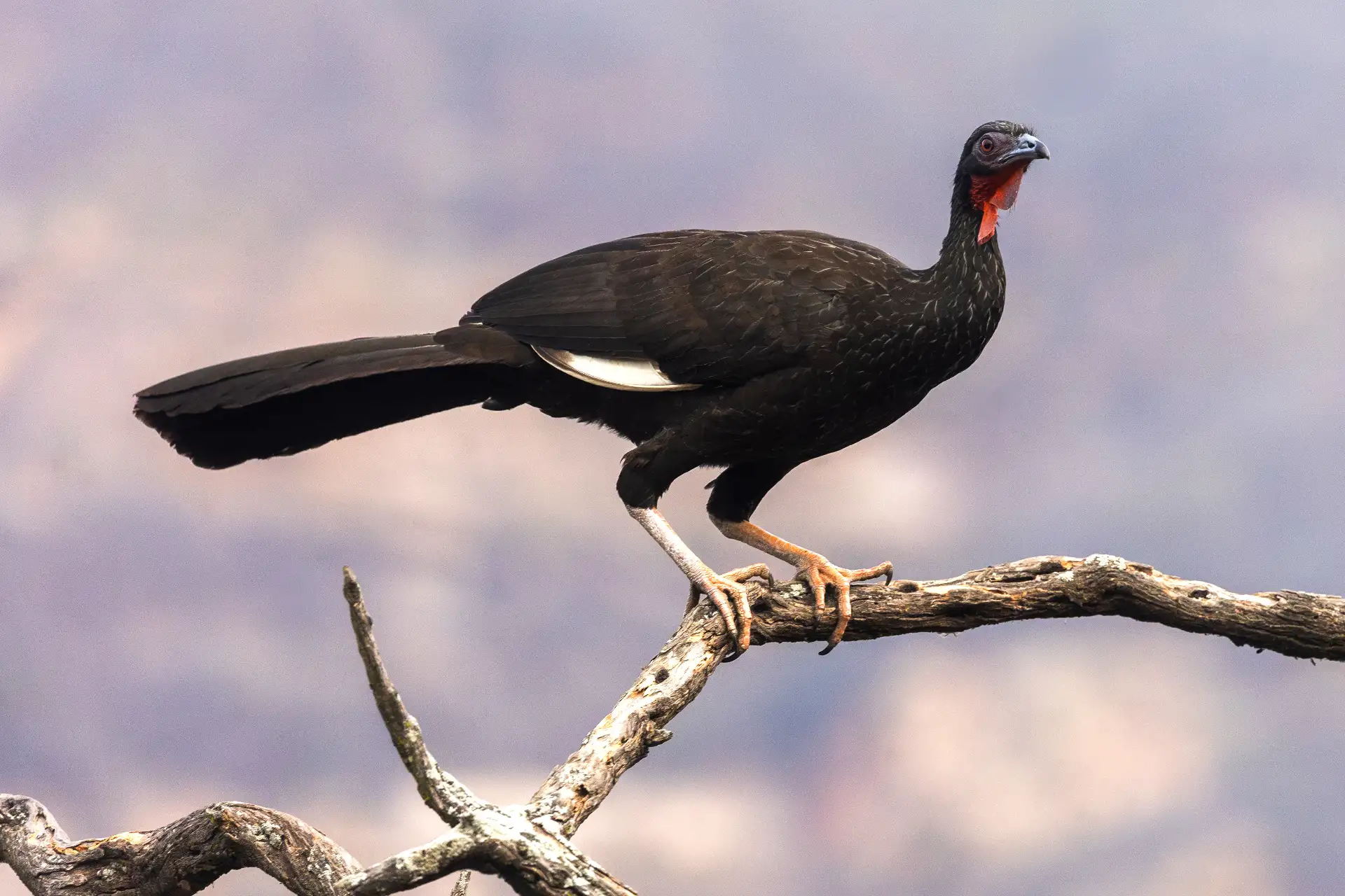Pava aliblanca, especie exclusiva del Perú. Foto: ANDINA/Difusión