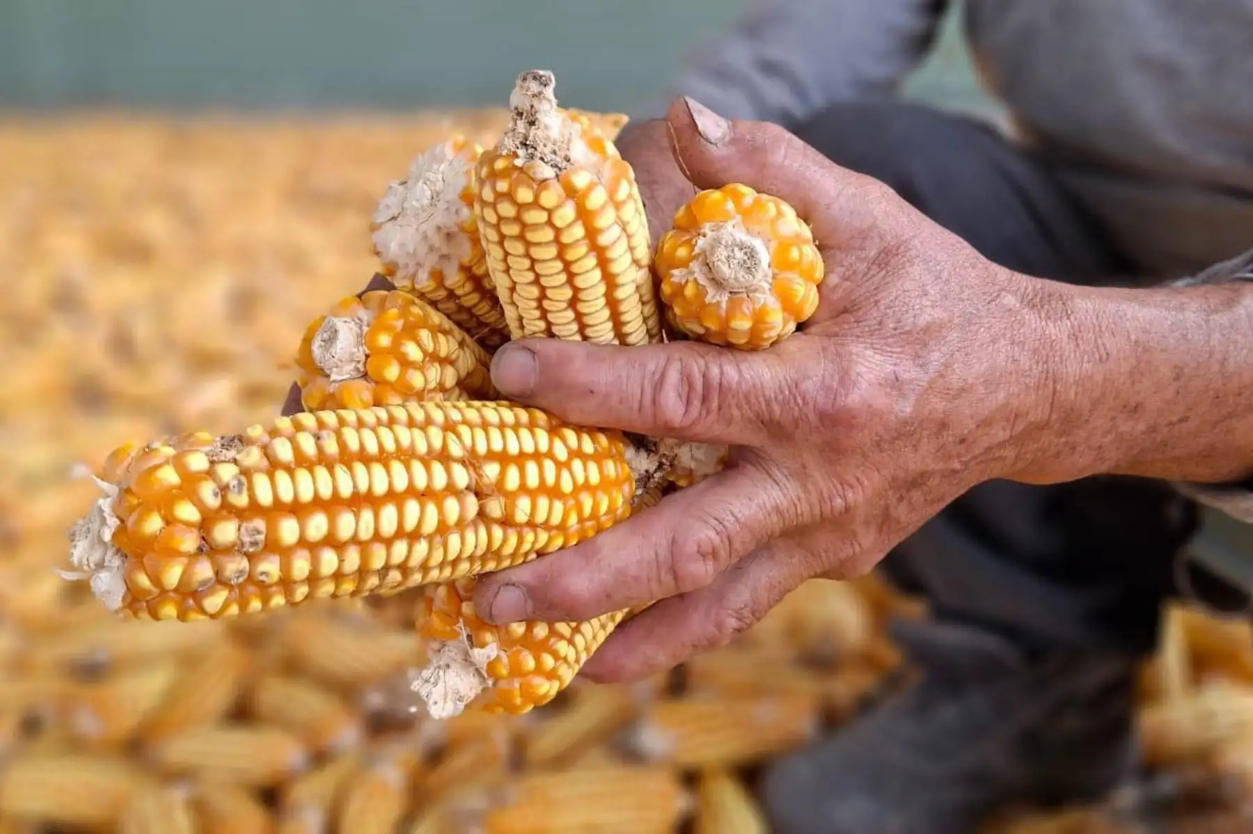 Lambayeque: capacitan a productores para mejorar cultivo de nueva variedad de maiz