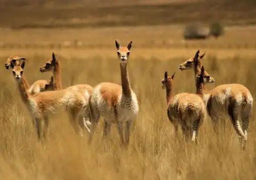 El objetivo del V Censo Nacional de Vicuñas es evaluar el estado actual de las poblaciones de esta especie en el país y fortalecer su conservación en 16 regiones donde habitan. ANDINA/Difusión