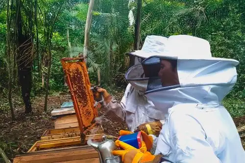 La comunidad nativa Zapote, en la región Ucayali, apuesta por la apicultura, y a la fecha ha producido más de 300 kilos de miel de la abeja "Apis mellifera". Foto: Programa Bosques