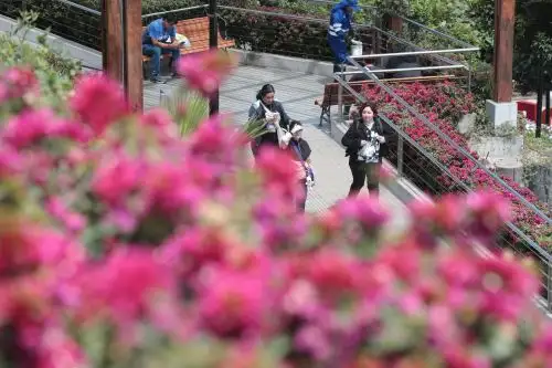 La primavera, estación en la que muchos árboles florecen, empezó el lunes 22 de setiembre y se prolongará hasta el 21 de diciembre, cuando se dará inicio al verano. Fotos: ANDINA/ Verónica Calderón Zuñiga