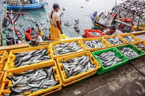 Desembarque de la pesca artesanal. Foto: Cortesía.