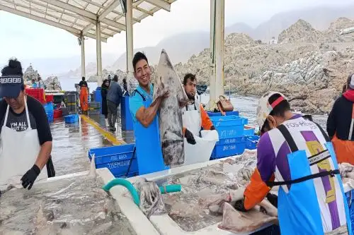 Pesca de pota reinicia el 1 de octubre y se autoriza una cuota de 40,000 toneladas. Cortesía Produce