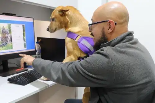 Cada año, más de 9 mil mascotas viajan al extranjero acompañando a sus familias, siendo el 75% certificadas en el Aeropuerto Internacional Jorge Chávez, en Lima.ANDINA/Difusión