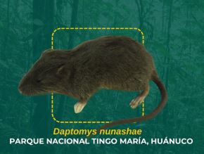 Biólogos peruanos confirmaron el descubrimiento de una nueva especie de roedor sigmodontino en el corazón del Parque Nacional Tingo María, área natural protegida ubicada en Huánuco.