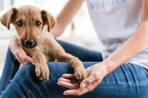 Más de la mitad de los animales rescatados no logra ser adoptado; el apoyo a los albergues se vuelve vital para salvar vidas y reducir el abandono. Foto: ANDINA/Difusión