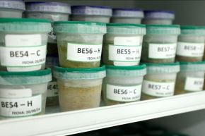 El Instituto de Investigaciones de la Amazonía Peruana descubre potencial farmacológico en plantas amazónicas. Foto: IIAP