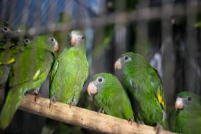 Acciones del Serfor permitieron recuperar diversos especímenes de fauna silvestre en la capital. Foto: SERFOR/Difusión.