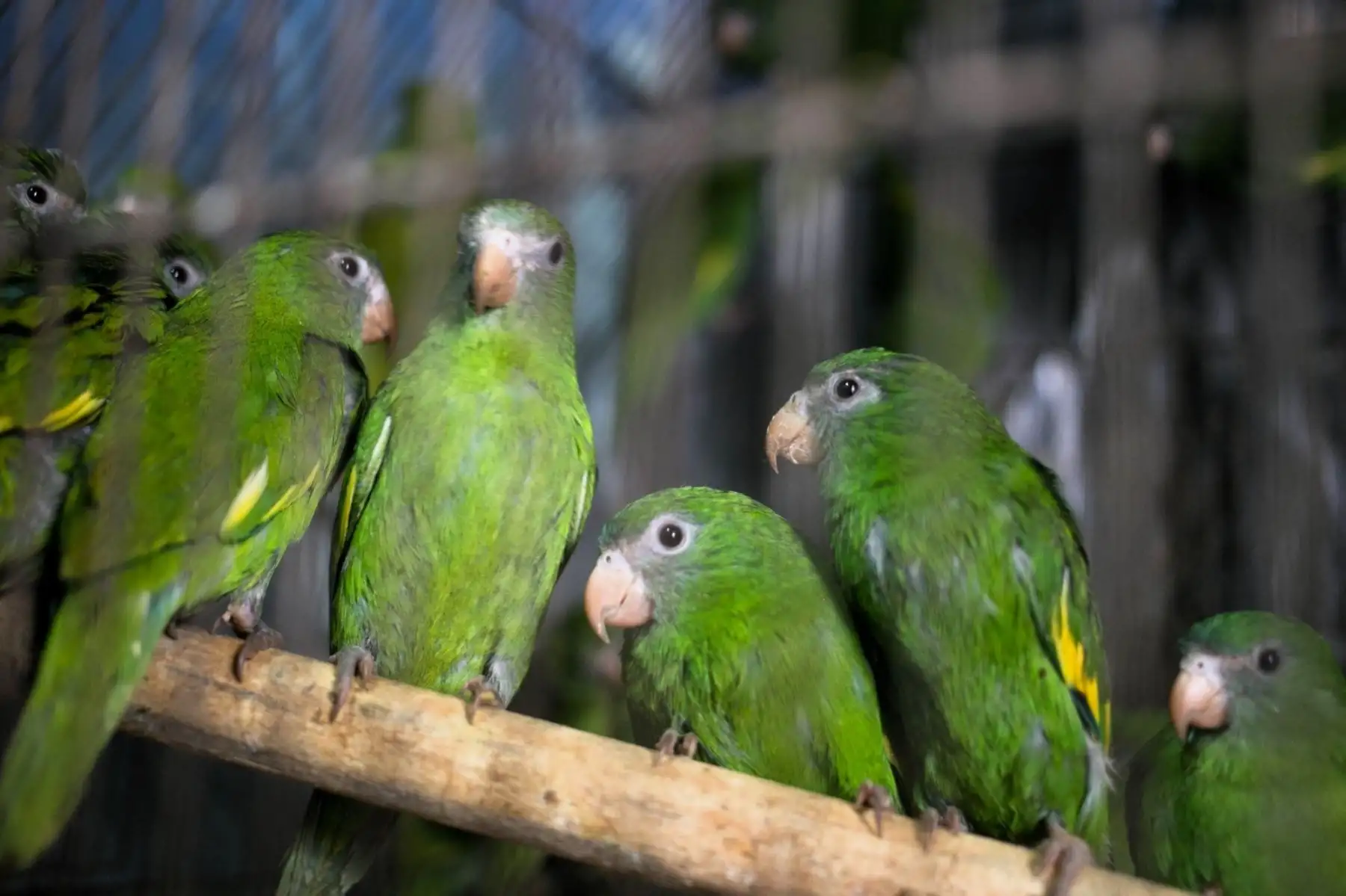 Acciones del Serfor permitieron recuperar diversos especímenes de fauna silvestre en la capital. Foto: SERFOR/Difusión.