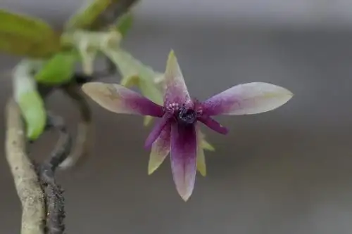 La orquídea Telipogon yanesha destaca por su belleza discreta y particular. Todas las fotos en esta publicación: Luis Valenzuela/Cortesía