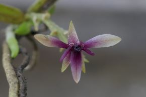 La orquídea Telipogon yanesha destaca por su belleza discreta y particular. Todas las fotos en esta publicación: Luis Valenzuela/Cortesía