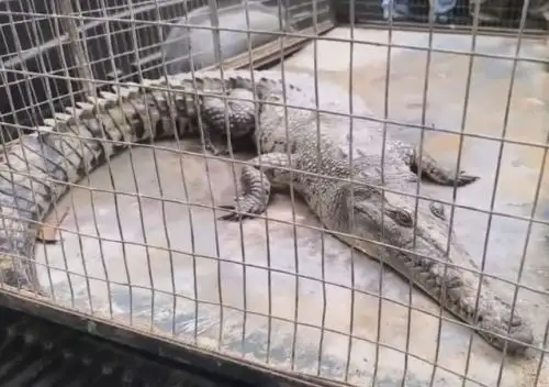 Especialistas de la Dirección de Agricultura de Tumbes rescataron a un ejemplar de cocodrilo de Tumbes que había ingresado a una langostinera. ANDINA/Difusión