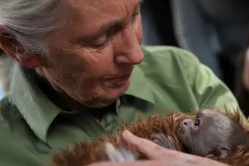 Adiós a Jane Goodall, la mujer que cambió nuestra visión de los primates