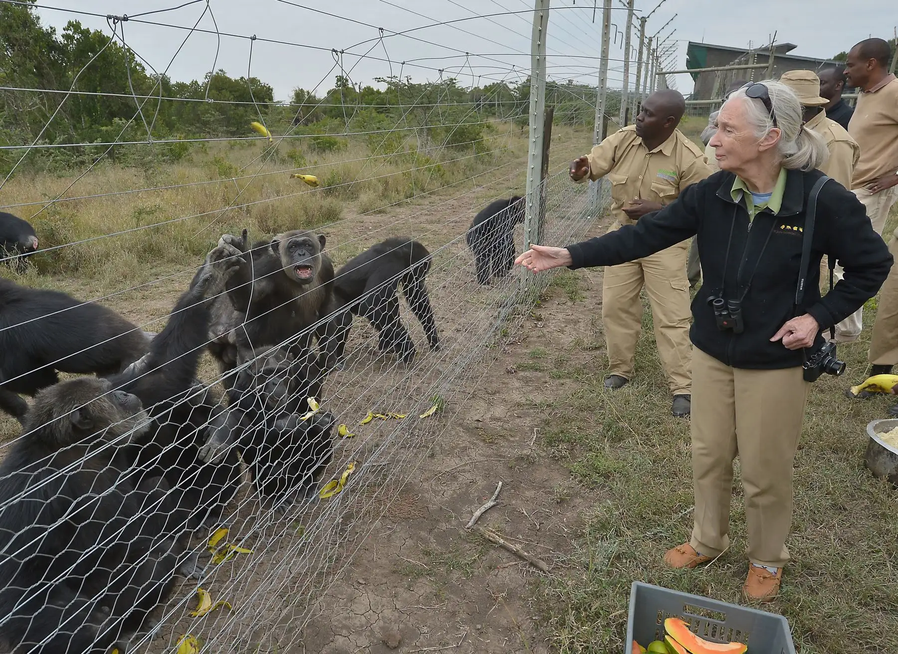 En 1977 fundó el Instituto Jane Goodall para promover la investigación y la conservación de los chimpancés. En 1991 lanzó Roots & Shoots, un programa ambiental dirigido por jóvenes que hoy opera en más de 60 países. AFP