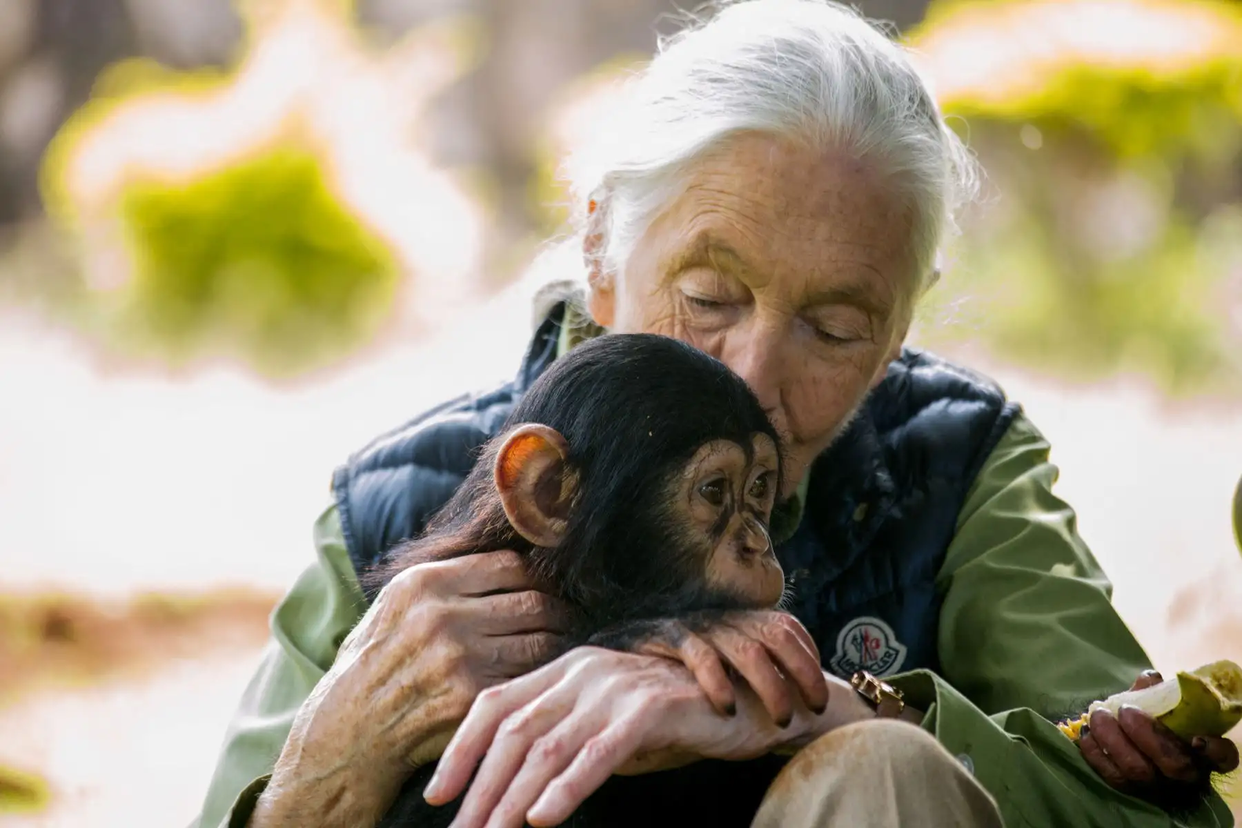 Goodall imitaba a los chimpancés, se sentaba con ellos y compartía sus bananas. AFP