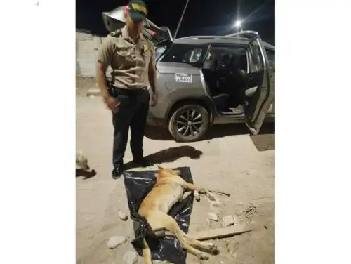 Pobladores de Máncora demandan que el sujeto que atacó con un cuchillo a una mascota sea condenado.