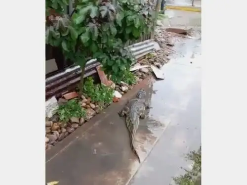 Un lagarto aparece en calles de Pucallpa y sorprendió a los vecinos. La aparición del reptil se produjo  tras activarse los caños naturales a causa de la lluvia intensa que se registró en la capital de Ucayali.