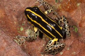 La "Ranitomeya hwata" habita exclusivamente en bosques de bambú nativo del género "Guadua". Foto: Sernanp