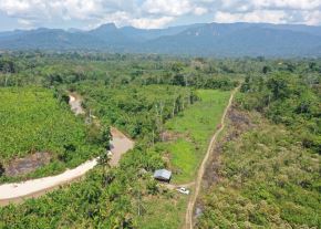 Con el apoyo del Serfor, el Gobierno Regional de San Martín reconoció más de medio millón de hectáreas como unidades de ordenamiento forestal. ANDINA/Difusión