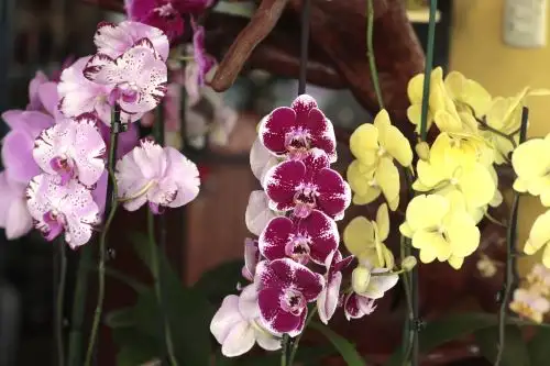 ¿Cuál ciudad del Perú es la Capital de las Orquídeas y cuándo es el festival de esta flor?