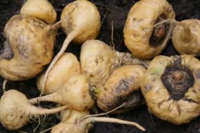 La maca (“Lepidium meyenii”). Foto: ANDINA/Difusión