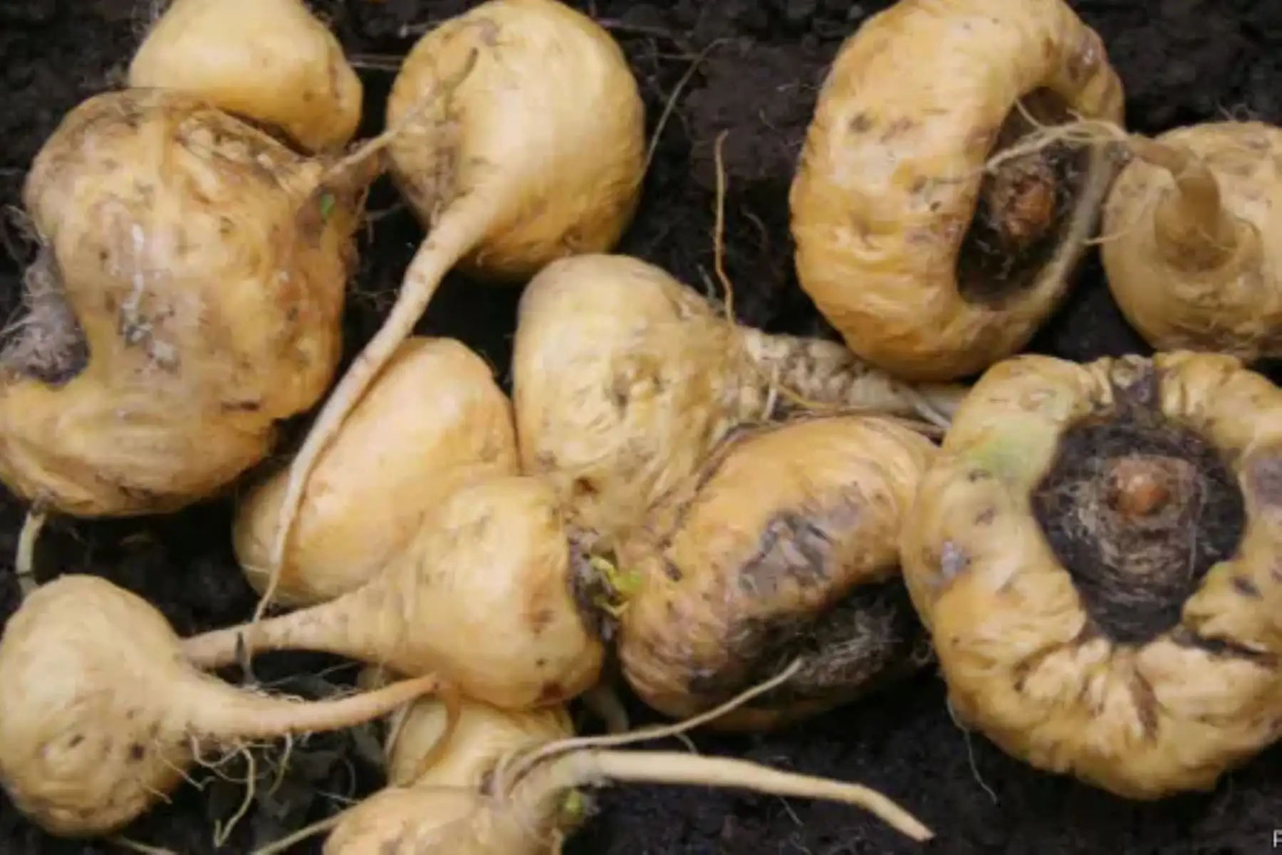La maca (“Lepidium meyenii”). Foto: ANDINA/Difusión