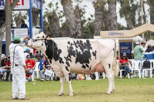 La UNALM será sede de la XI Feria Nacional Ganado Lechero los días 18 y 19 de octubre. Foto: UNALM