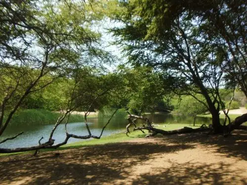 Gerencia Regional del Ambiente de La Libertad impulsa siembra de algarrobos en el área natural de bosque seco El Cañoncillo, ubicado en la provincia de Pacasmayo. ANDINA/Difusión