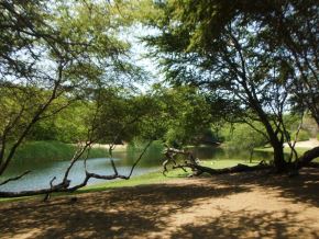 Gerencia Regional del Ambiente de La Libertad impulsa siembra de algarrobos en el área natural de bosque seco El Cañoncillo, ubicado en la provincia de Pacasmayo. ANDINA/Difusión