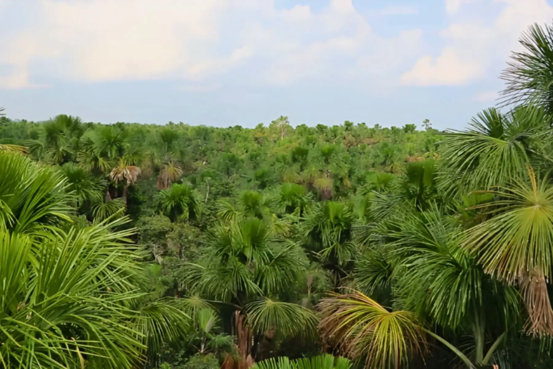 FAO premiará al IIAP por labor en protección de bosques, aguajales y turberas amazónicas
