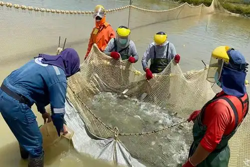 Acuicultura.