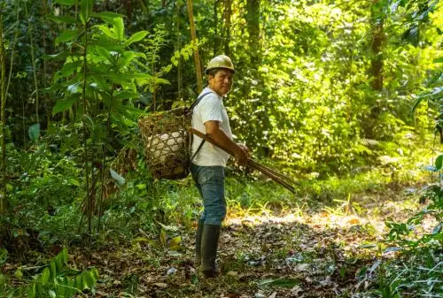 Organizaciones ambientalistas anunciaron que restaurarán más de 700,000 hectáreas de bosque en Madre de Dios para conservar la biodiversidad de esta región. ANDINA/Difusión