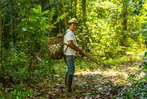 Organizaciones ambientalistas anunciaron que restaurarán más de 700,000 hectáreas de bosque en Madre de Dios para conservar la biodiversidad de esta región. ANDINA/Difusión