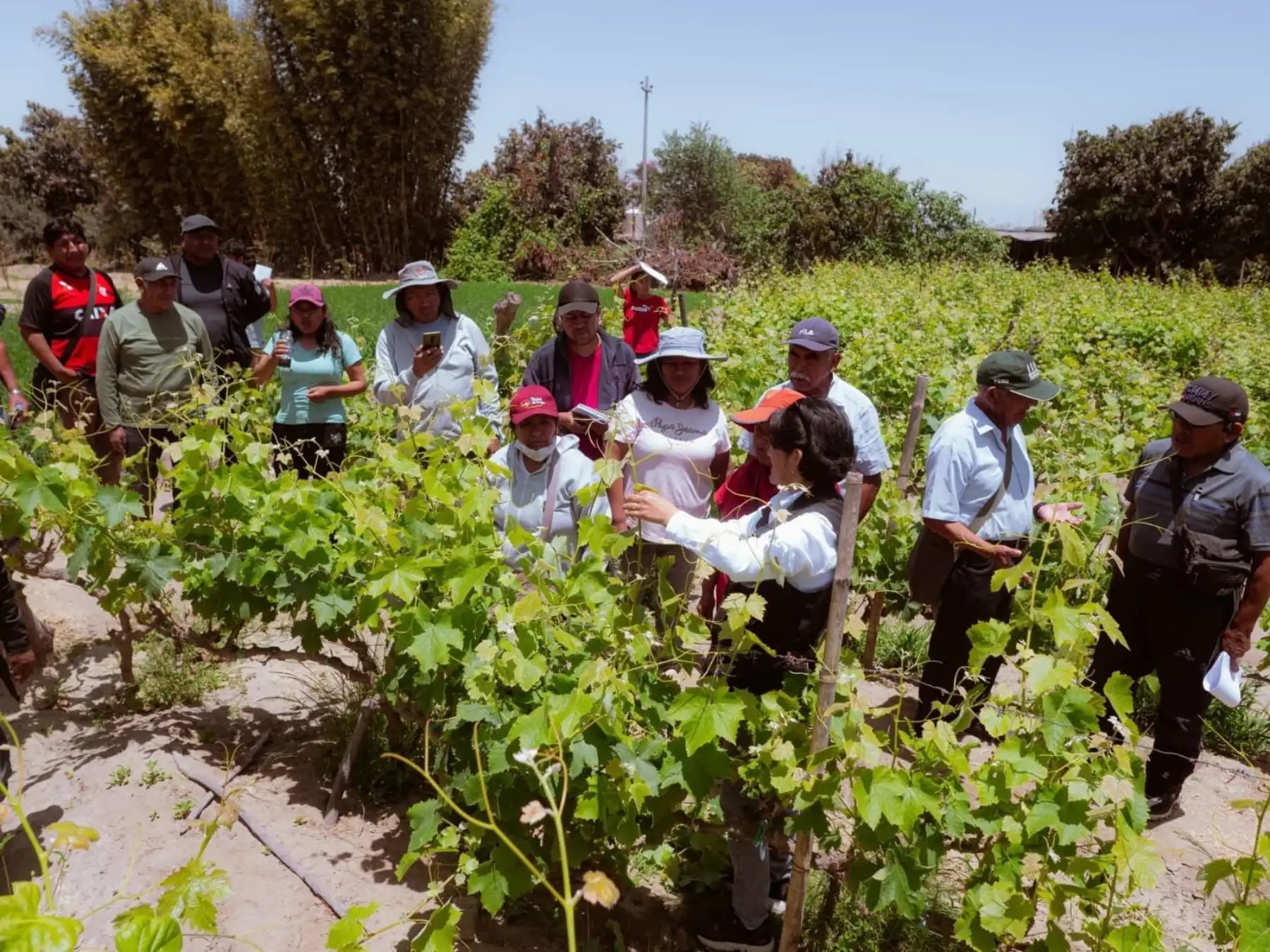 Tacna: productores de uva reciben equipos enológicos para mejorar la producción de vino