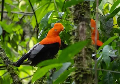 San Martín se consolida como un importante destino para el turismo la observación de aves. En el último certamen de October Big Day celebrado el 11 de octubre, se avistaron 573 especies. ANDINA/Difusión